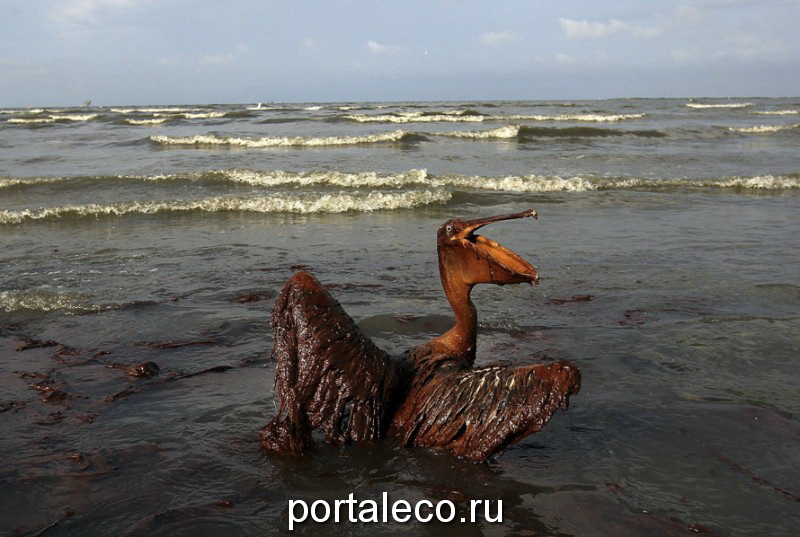 Бурый пеликан, покрытый толстым слоем нефти
